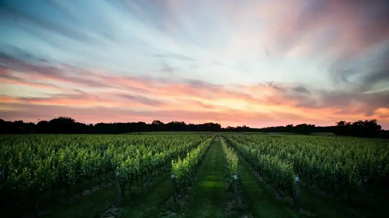 Rows of grapevines stretching toward a pink and blue sunset sky